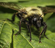 Flying Insects